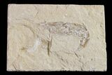 Cretaceous Fossil Shrimp - Lebanon #154565-1